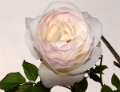 Rosa - Mme Alfred-Carriere